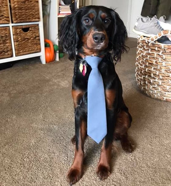 Maverick, all ready for a busy day at work.